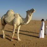 Job in Riyadh Saudi Arabia