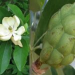 sweet bay magnolia tree