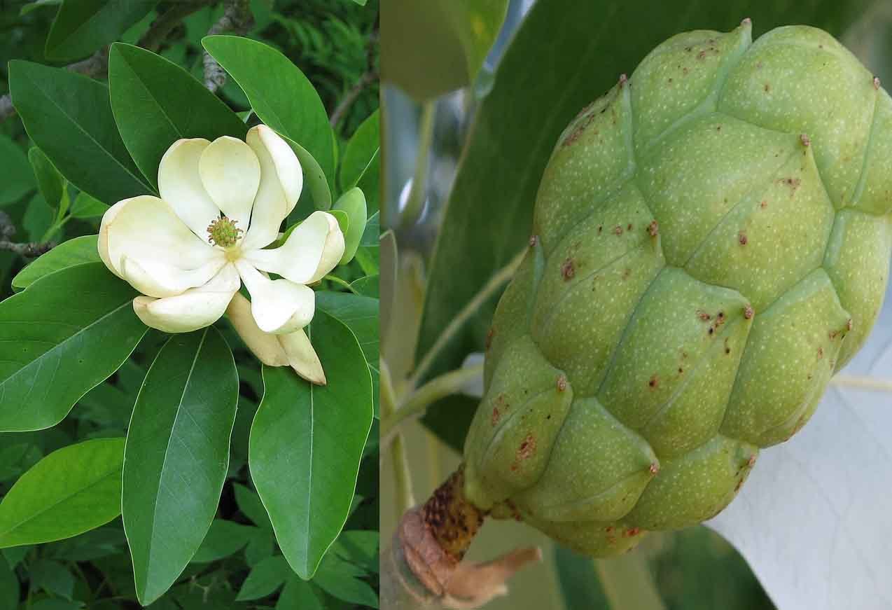 The Sweetbay Magnolia Tree: A Southern Beauty with Northern Charm